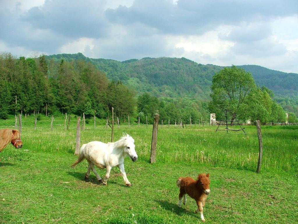 Pensiunea Trei Ponei Corbeni Exterior foto